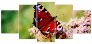Motýľ - obraz (Obraz 150x70cm)