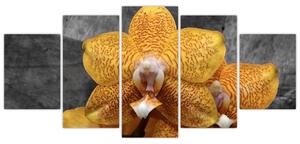Orchidea - obraz (Obraz 150x70cm)