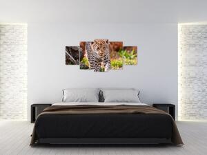 Mláďa leoparda - obraz do bytu (Obraz 150x70cm)