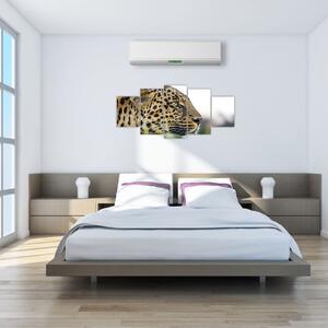 Leopard - obraz (Obraz 150x70cm)