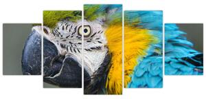 Papagáj - obraz (Obraz 150x70cm)