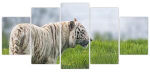 Tiger - obraz (Obraz 150x70cm)