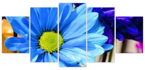 Modrá chryzantéma - obrazy (Obraz 150x70cm)
