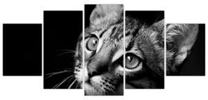 Obraz mačky (Obraz 150x70cm)
