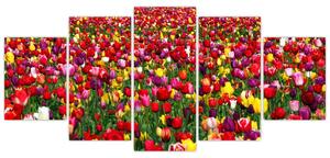Obraz tulipánov (Obraz 150x70cm)