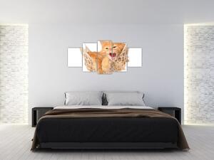 Obraz mačiatka (Obraz 150x70cm)