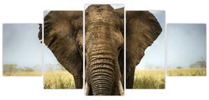 Slon - obraz (Obraz 150x70cm)