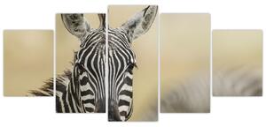 Zebra - obraz (Obraz 150x70cm)