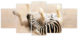 Obraz zebry (Obraz 150x70cm)
