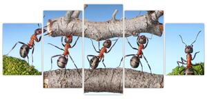 Obraz mravcov (Obraz 150x70cm)