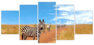 Zebra na ceste - obraz (Obraz 150x70cm)