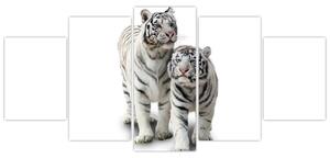 Tiger biely - obraz (Obraz 150x70cm)