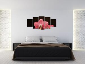 Ružová orchidea - obraz (Obraz 150x70cm)