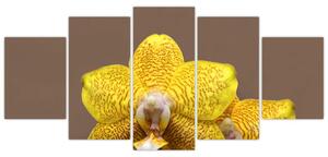 Žltá orchidea - obraz (Obraz 150x70cm)