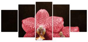 Ružová orchidea - obraz (Obraz 150x70cm)