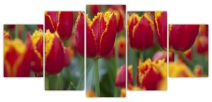 Tulipánové polia - obraz (Obraz 150x70cm)