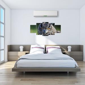 Sova - obraz (Obraz 150x70cm)