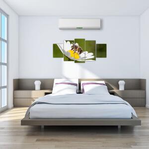 Včela na sedmokráske - obraz (Obraz 150x70cm)