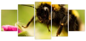 Včela - obraz (Obraz 150x70cm)