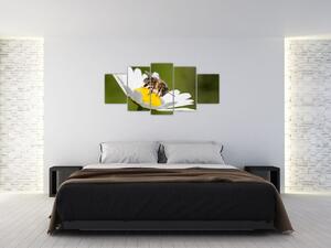 Včela na sedmokráske - obraz (Obraz 150x70cm)