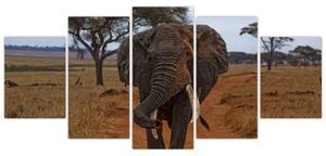 Obraz slona (Obraz 150x70cm)
