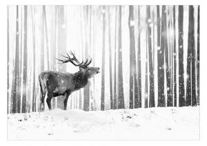 Samolepiaca fototapeta - Jeleň na snehu (čiernobiela) 147x105