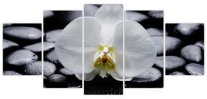 Kvet orchidey - obraz (Obraz 150x70cm)