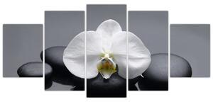 Kvet orchidey - moderný obraz (Obraz 150x70cm)