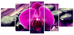 Obraz orchidey (Obraz 150x70cm)