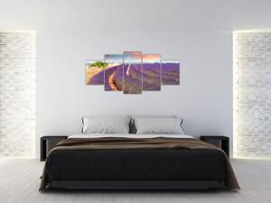 Levanduľové polia - obraz (Obraz 150x70cm)