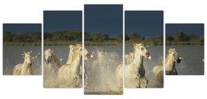 Cválajúca kone, obraz (Obraz 150x70cm)