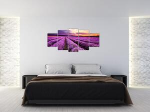 Levanduľové pole, obrazy (Obraz 150x70cm)