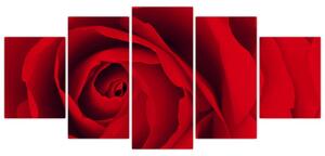 Detail červené ruže - obraz (Obraz 150x70cm)