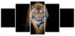 Tiger, obraz (Obraz 150x70cm)