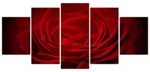 Makro ruža - obraz (Obraz 150x70cm)