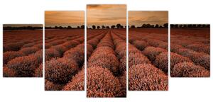 Kvetinové pole - obraz (Obraz 150x70cm)