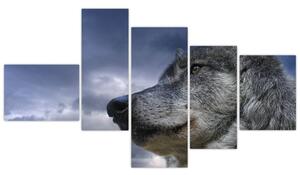 Obraz vlka (Obraz 150x85cm)