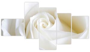 Obraz biele ruže (Obraz 150x85cm)