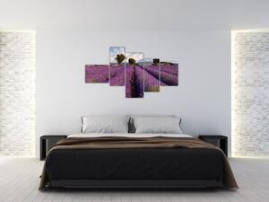 Obraz levanduľového pole (Obraz 150x85cm)