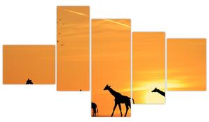 Moderný obraz - žirafy (Obraz 150x85cm)