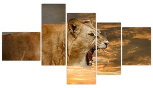 Obraz revúceho leva (Obraz 150x85cm)