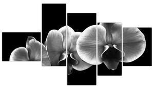 Čiernobiely obraz - orchidea (Obraz 150x85cm)