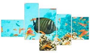 Obraz rýb v akváriami (Obraz 150x85cm)