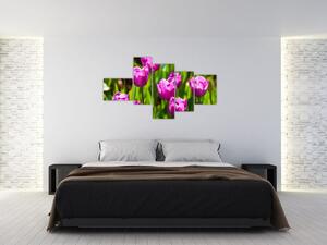 Obraz kvitnúcich tulipánov (Obraz 150x85cm)