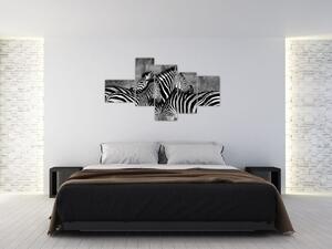 Obraz - zebry (Obraz 150x85cm)