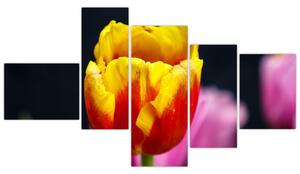 Obraz tulipánu (Obraz 150x85cm)