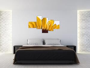 Obraz kvetu slnečnice (Obraz 150x85cm)
