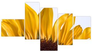 Obraz kvetu slnečnice (Obraz 150x85cm)