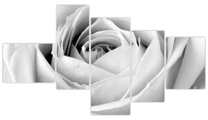 Čiernobiely obraz ruže (Obraz 150x85cm)