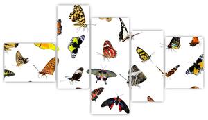 Obrazy motýľov (Obraz 150x85cm)